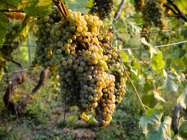 Вид Виноград Красивом Винограднике — стоковое фото