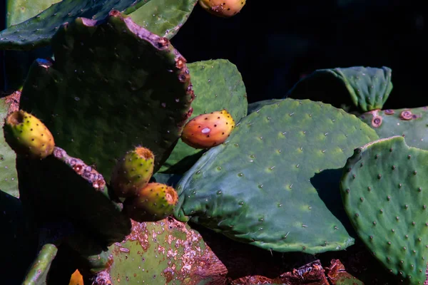 Primer Plano Plantas Pera Espinosa —  Fotos de Stock