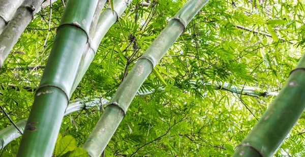 Tiro Close Troncos Bambu Verde Floresta Dia Ensolarado — Fotografia de Stock