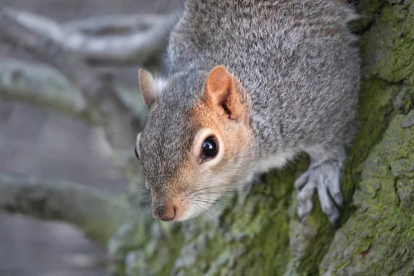 Closeup Shot Small Squirrel Tree — Stock Photo, Image