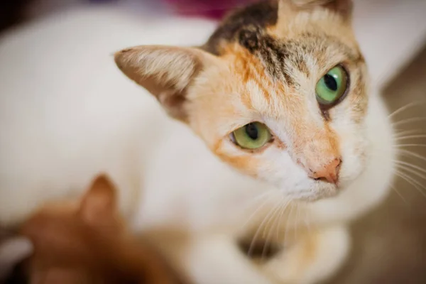 Eine Draufsicht Auf Eine Wunderschöne Ingwerkatze Mit Ausdrucksstarken Grünen Augen — Stockfoto