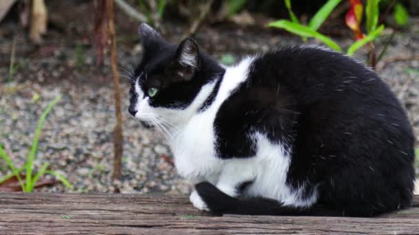 Черная Кошка Красивыми Глазами — стоковое видео