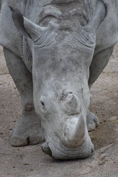 Вертикальний Знімок Носорога Зоопарку Під Час Прожектора — стокове фото