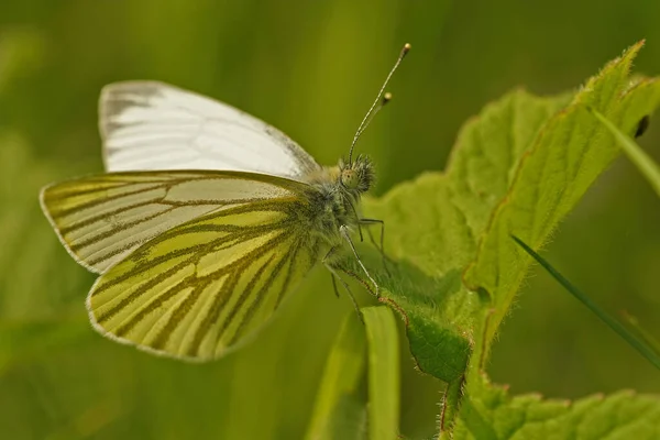 Detailní Záběr Zeleně Žilkovaného Bílého Motýla Pieris Napi Otevřenými Křídly — Stock fotografie
