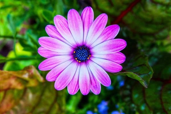 Ένα Κοντινό Πλάνο Ενός Όμορφου Μοβ Λουλουδιού Osteospermum — Φωτογραφία Αρχείου