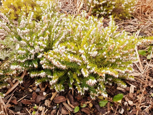 Winter Heath Springwood White Erica Carnea Fehér Téli Virágzó Hanga — Stock Fotó