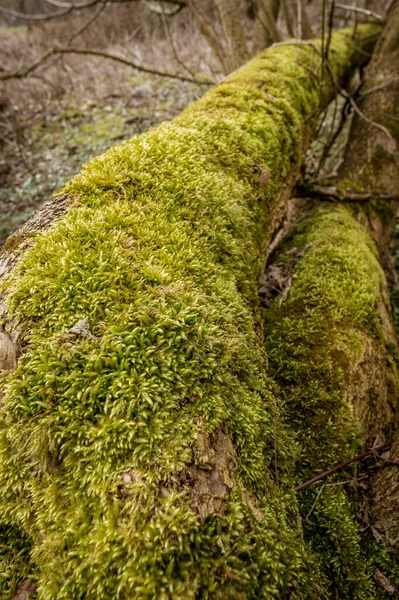 Plan Vertical Tronc Arbre Couvert Mousse Verte Lichens — Photo