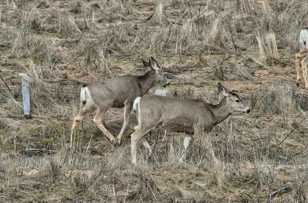 干地上的两只鹿 — 图库照片