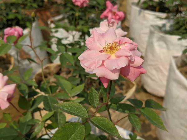 Primer Plano Hermosas Flores Rosadas Floreciendo Jardín — Foto de Stock