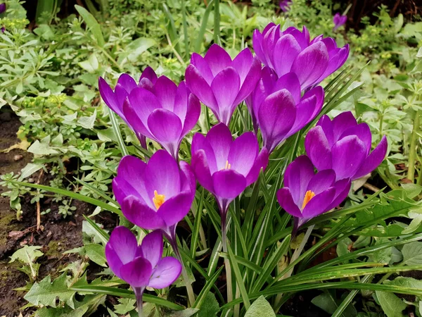 Crocus Tommasinianus Yakut Devinin Erken Dönem Krokusu — Stok fotoğraf