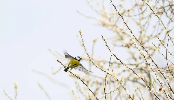 Closeup Shot Blue Tit Landing Bloomed Tree Branche —  Fotos de Stock