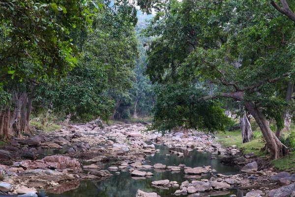 Ağaçlarla Çevrili Sığ Bir Nehrin Yakın Çekimi — Stok fotoğraf