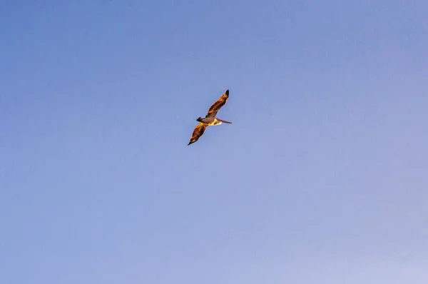 Ein Schöner Vogel Fliegt Den Blauen Klaren Himmel — Stockfoto