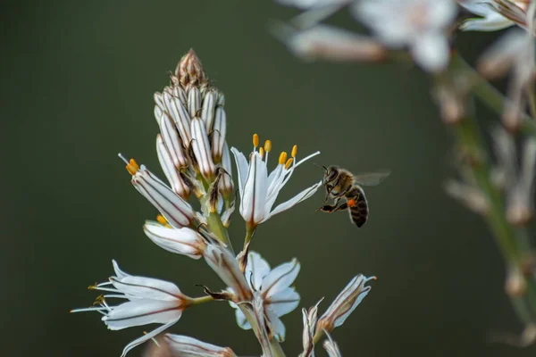 Eine Hummel Fliegt Über Eine Blühende Verzweigte Asphodelblume — Stockfoto