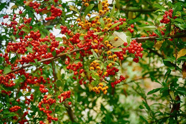 Bagas Cinzas Vibrantes Washington Park Arboretum Seattle Eua — Fotografia de Stock