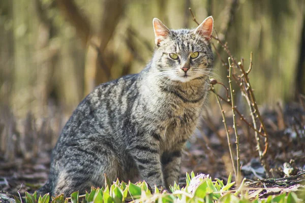 庭を探索する国内猫 — ストック写真
