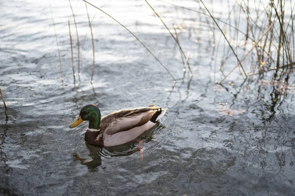Mallard Duck Calm Pond — Stock Photo, Image