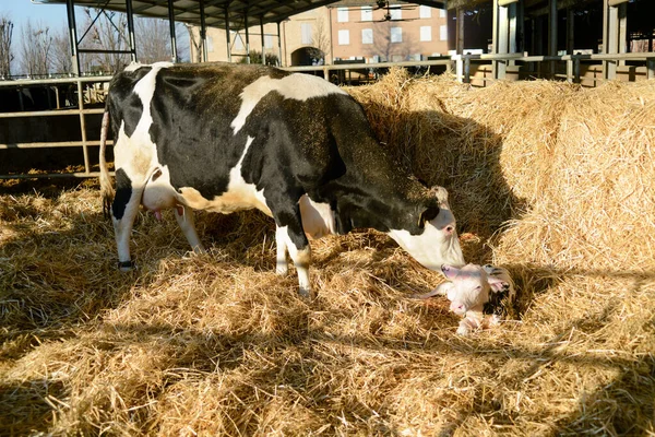 Portret Krowy Holsteina Nowonarodzonym Cielęciem Leżącym Słomce — Zdjęcie stockowe