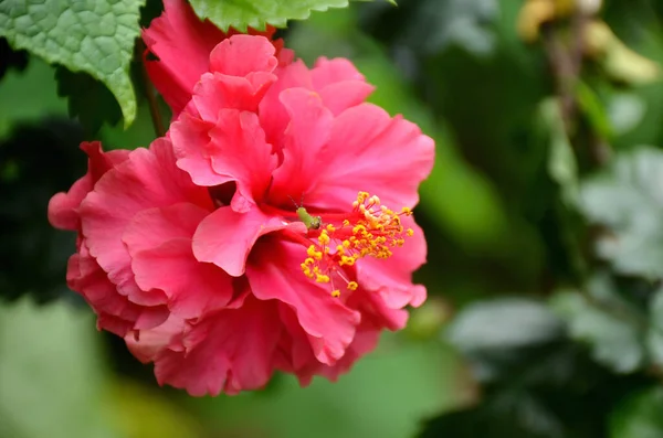 Közelkép Egy Gyönyörű Rózsaszín Hibiszkuszról — Stock Fotó