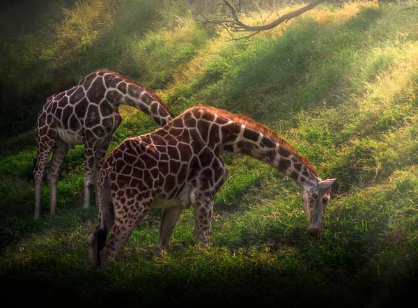 Duas Girafas Bonitas Pastando Prado Verde Com Luz Sol Caindo — Fotografia de Stock