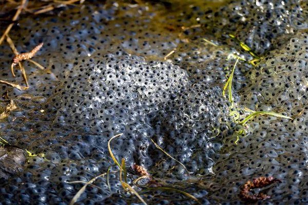 Tiro Baixo Ângulo Caviar Água — Fotografia de Stock