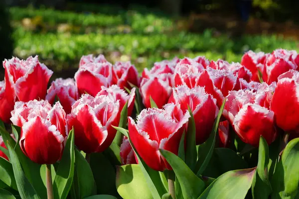 Grupo Tulipas Vermelhas Primavera — Fotografia de Stock