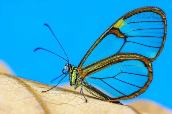 Boční Pohled Žlutého Motýla Průsvitnými Křídly Suchým Listem — Stock fotografie