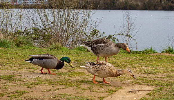 Group Ducks Shore Lake — Stock Photo, Image