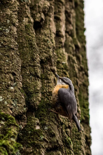 Ένα Κάθετο Πλάνο Ενός Ευρασιατικού Nuthatch Σκαρφαλωμένο Μια Ξύλινη Επιφάνεια — Φωτογραφία Αρχείου