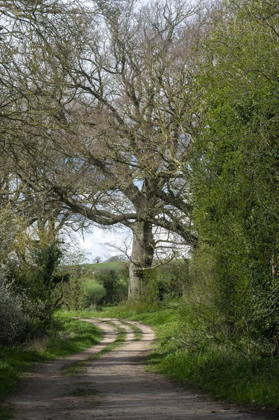 一条通向公园雄伟无叶树的小路 — 图库照片