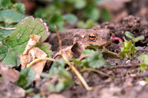 Plan Rapproché Une Grenouille Sol — Photo