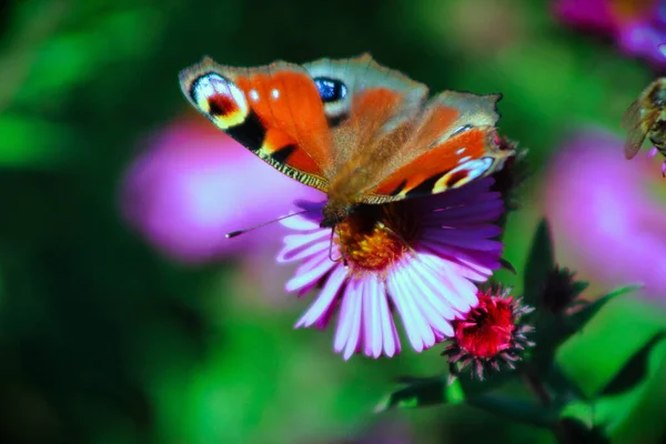 春にピンク色の花にオレンジ色の蝶の選択的な焦点ショット — ストック写真