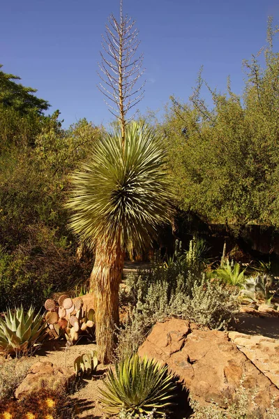 Ein Yucca Seifenbaum Einer Wüste Afrika — Stockfoto
