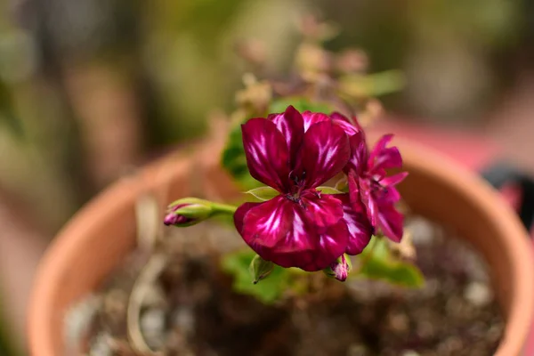 Closeup Geranium Vermelho Potted Hera Sob Luz Solar Com Fundo — Fotografia de Stock