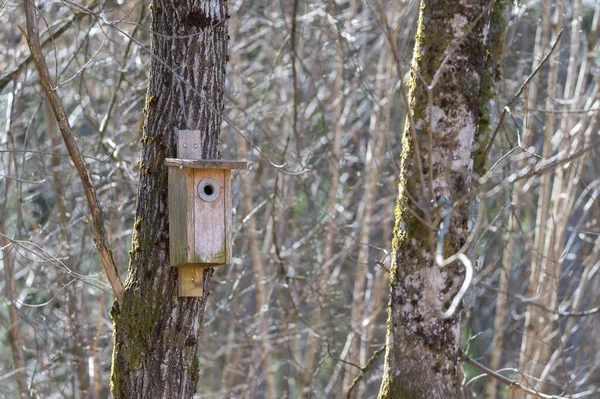 Una Hermosa Pajarera Madera Árbol Bosque — Foto de Stock