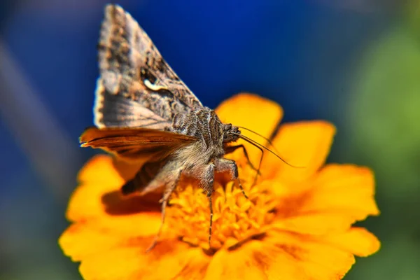 背景がぼやけている黄色の花に茶色と白の蝶の美しいマクロビュー — ストック写真