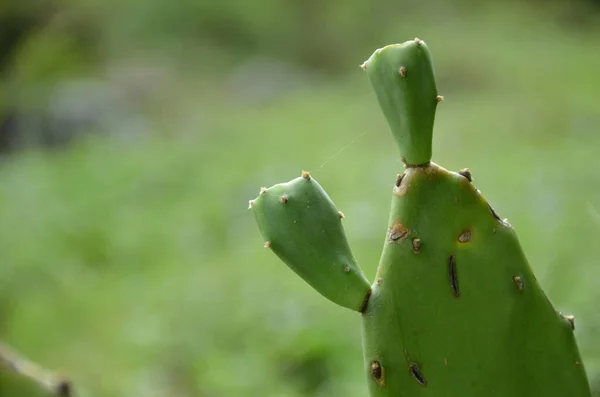 Närbild Bild Grön Prickly Päron Eller Opuntia Suddig Bakgrund — Stockfoto