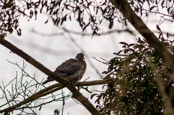 鸽子栖息在树上的一种普通的木制鸽子的低角度镜头 — 图库照片