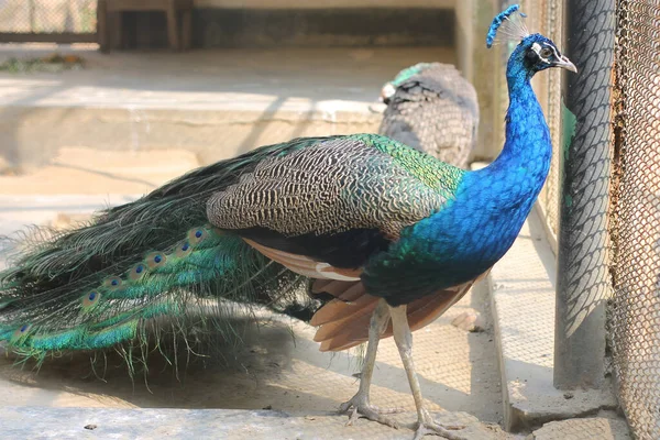 Closeup Beautiful Blue Male Peacock Cage Zoo — Stock Photo, Image