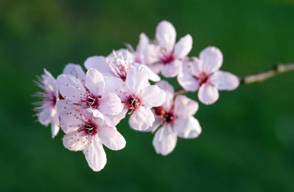 Gros Plan Fleurs Cerisier Sur Une Branche Arbre — Photo