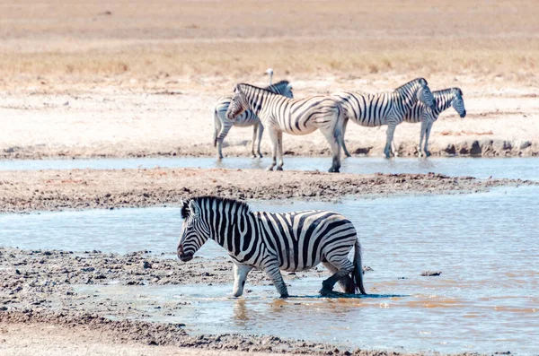 Etosha Namibie Avril 2021 Observation Faune Dans Parc National Etosha — Photo