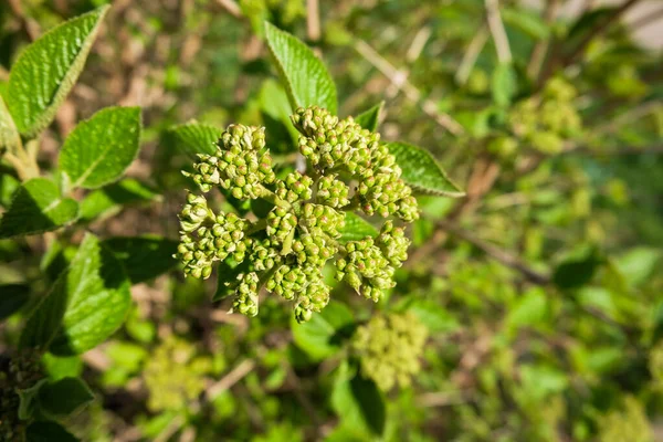 Detailní Záběr Pocestné Viburnum Lantana Rostliny Stromů — Stock fotografie