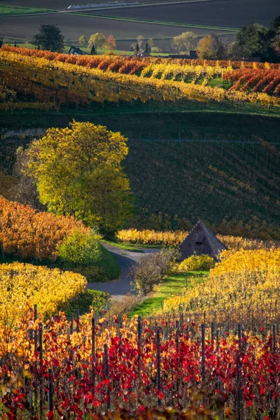 カラフルなブドウ畑が広がる美しい秋の風景 — ストック写真