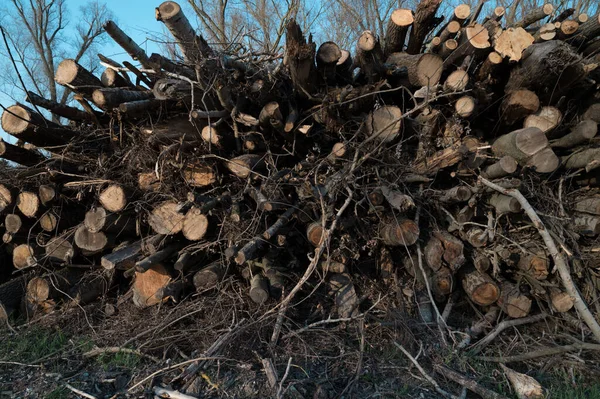 Een Stapel Droog Brandhout Een Bos — Stockfoto
