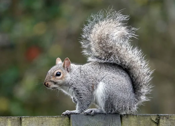 Nahaufnahme Eines Kleinen Eichhörnchens Auf Einem Zaun — Stockfoto
