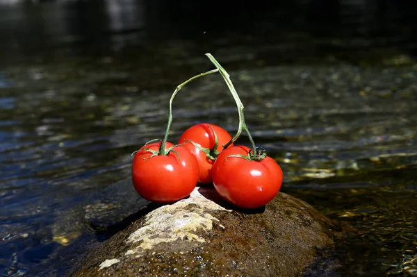 Sayuran Segar Difoto Dalam Lingkungan Alami — Stok Foto