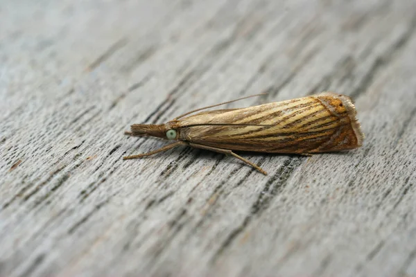 Closeup Shot Small Garden Grass Veneer Moth Wooden Surface Stock Image