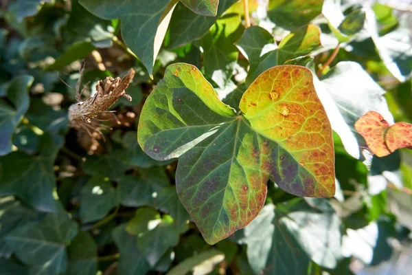 Eine Nahaufnahme Von Frischen Grünen Blättern Einer Efeupflanze Garten — Stockfoto