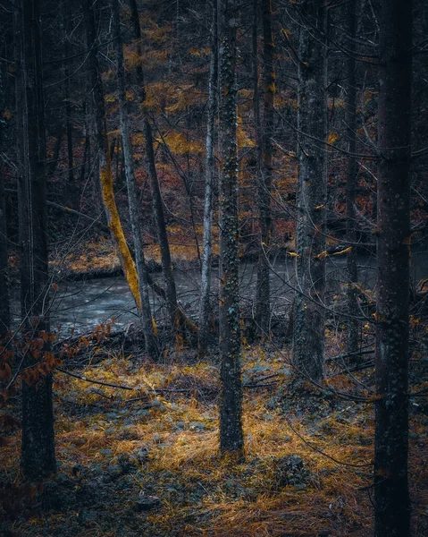 Een Verticaal Schot Van Kale Bomen Rivier Het Bos — Stockfoto