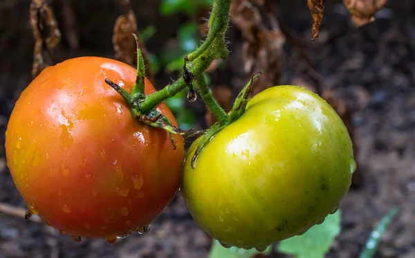 Närbild Bild Bild Organiz Tomater Som Tvättas — Stockfoto